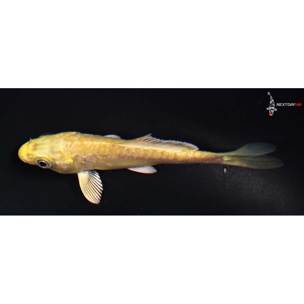 4” Imported Doitsu Yamabuki Ogon