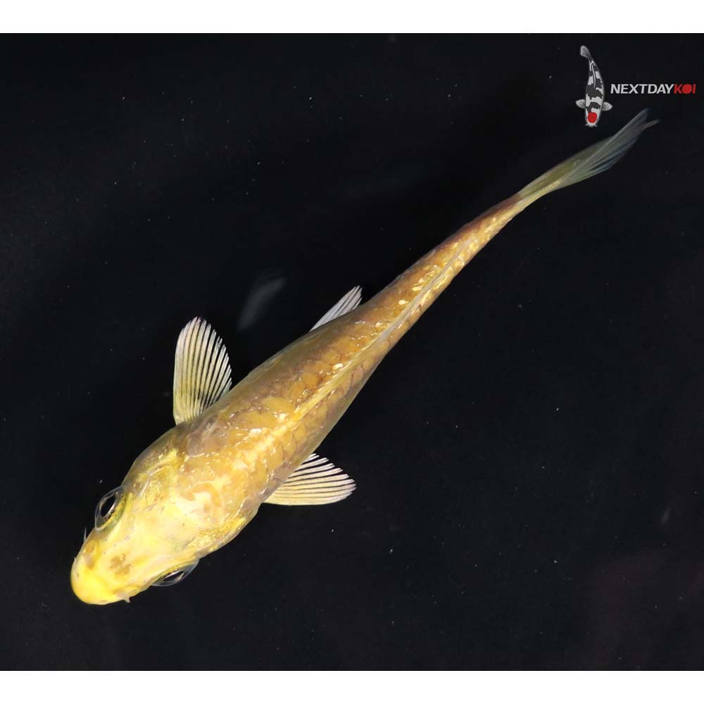 4” Imported Doitsu Yamabuki Ogon