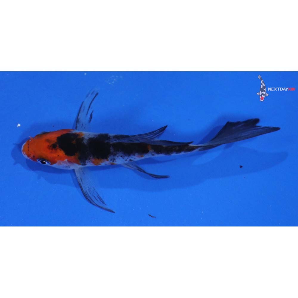 4” Imported Sanke Butterfly Koi