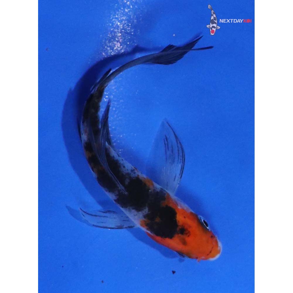 4” Imported Sanke Butterfly Koi