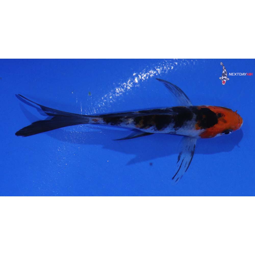 4” Imported Sanke Butterfly Koi