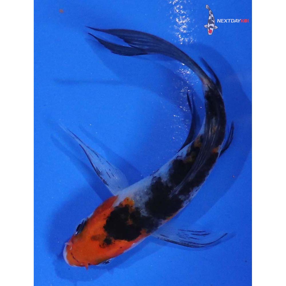 4” Imported Sanke Butterfly Koi
