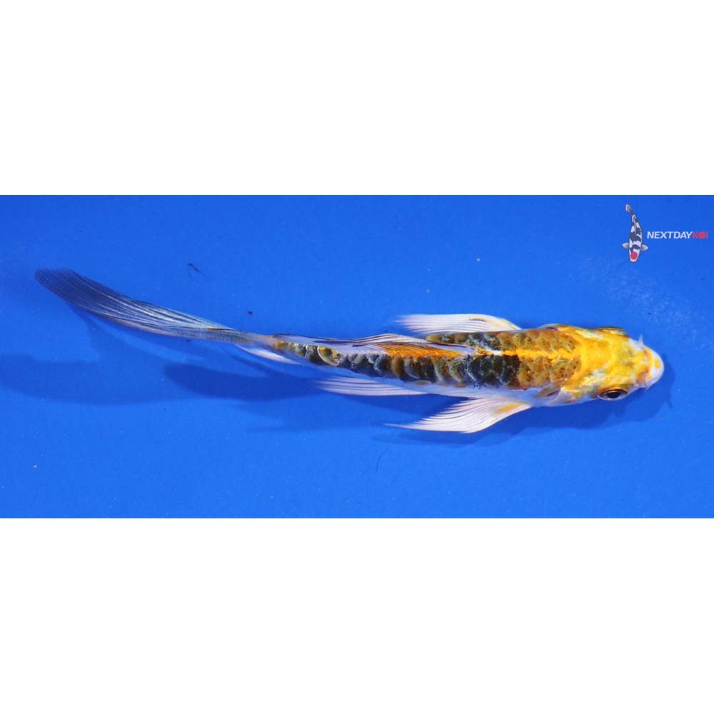 4” Imported Doitsu Kujaku Butterfly Koi