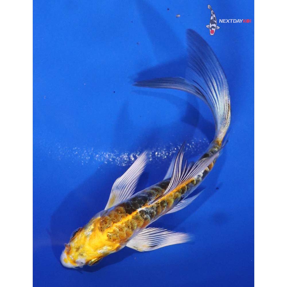 4” Imported Doitsu Kujaku Butterfly Koi