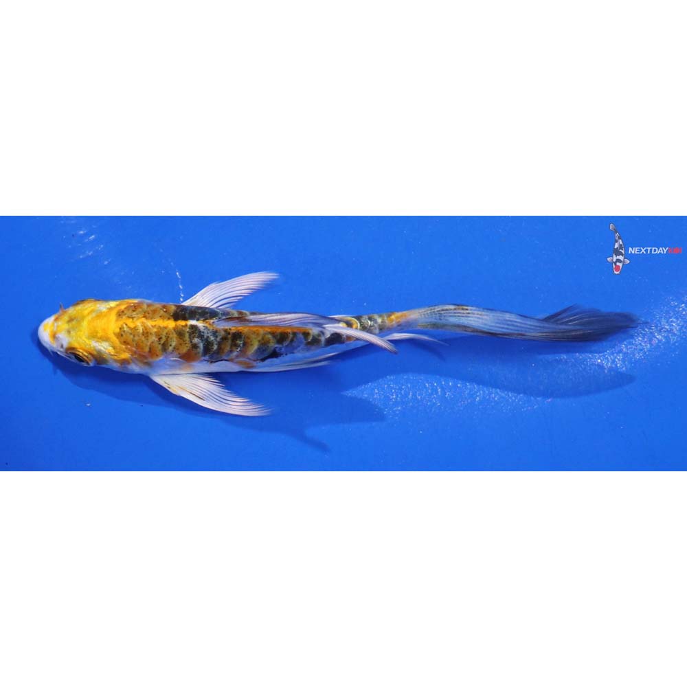 4” Imported Doitsu Kujaku Butterfly Koi