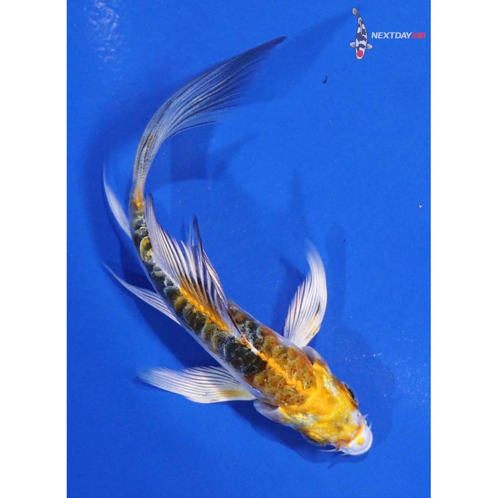 4” Imported Doitsu Kujaku Butterfly Koi