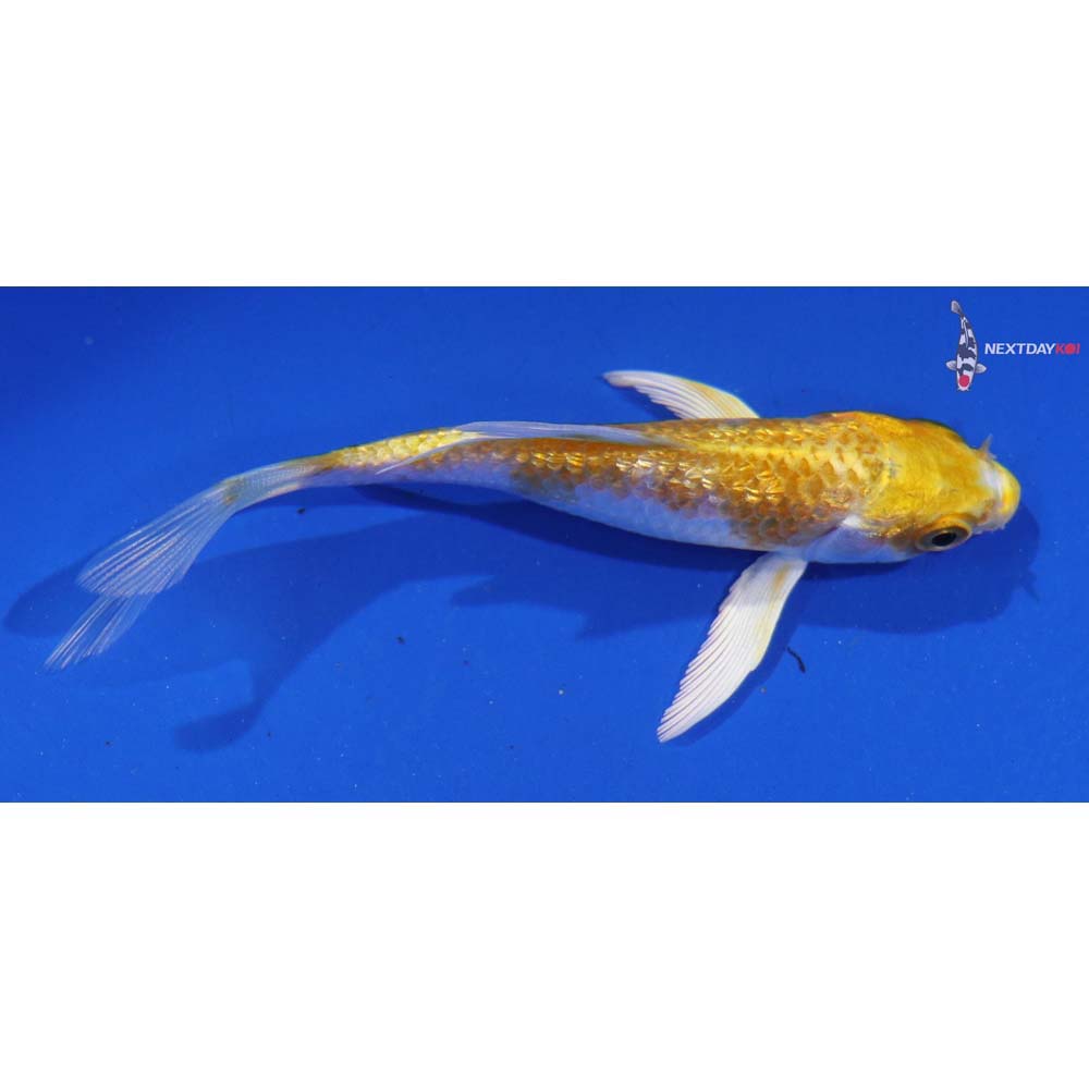 4” Imported Gin Rin Lemon Hariwake Butterfly Koi