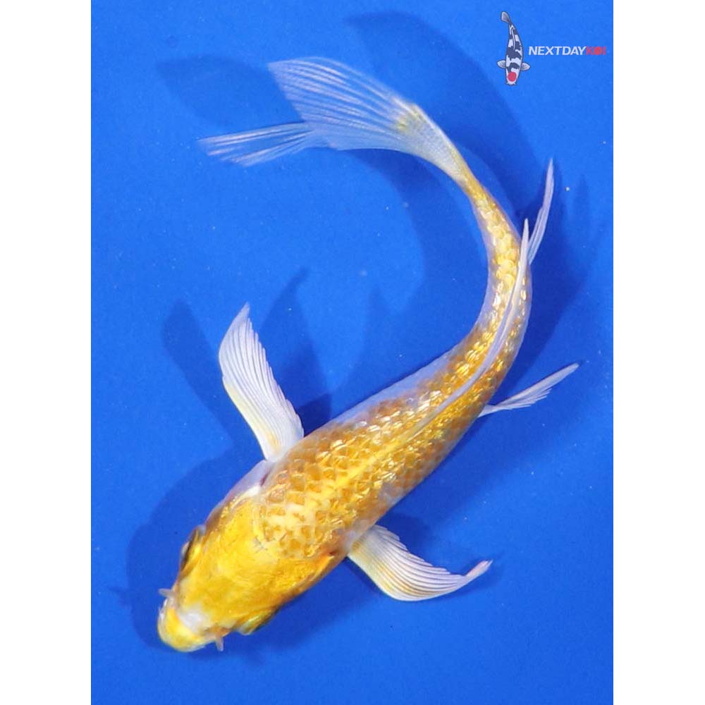 4” Imported Gin Rin Lemon Hariwake Butterfly Koi