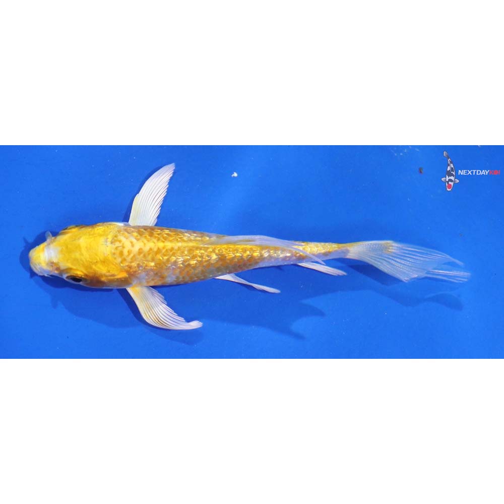 4” Imported Gin Rin Lemon Hariwake Butterfly Koi