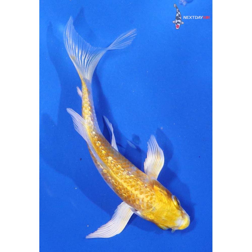 4” Imported Gin Rin Lemon Hariwake Butterfly Koi