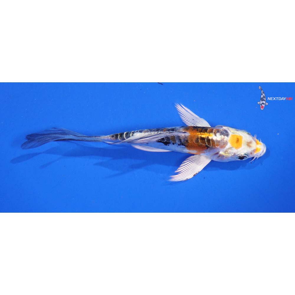 4” Imported Heisei Nishiki Butterfly Koi