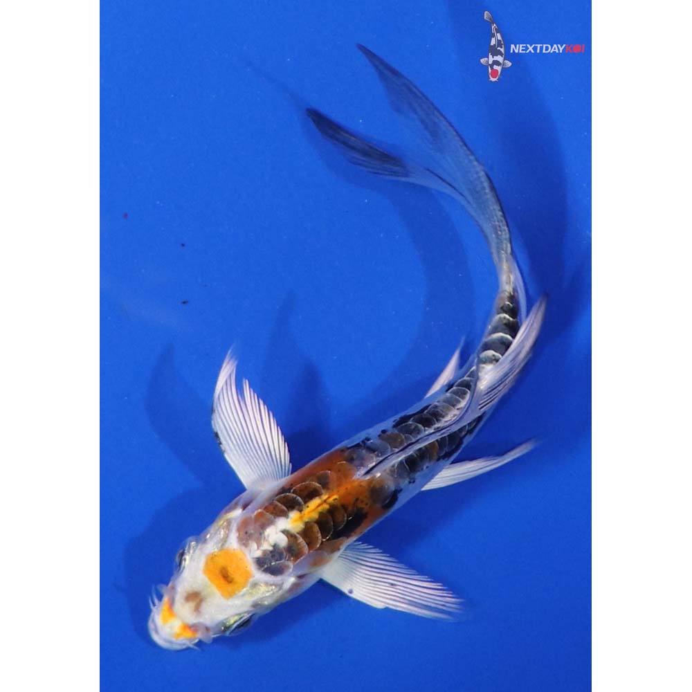 4” Imported Heisei Nishiki Butterfly Koi