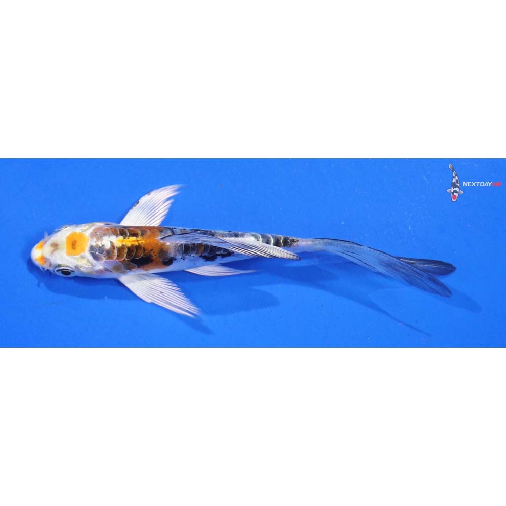 4” Imported Heisei Nishiki Butterfly Koi