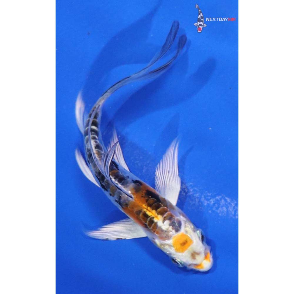 4” Imported Heisei Nishiki Butterfly Koi