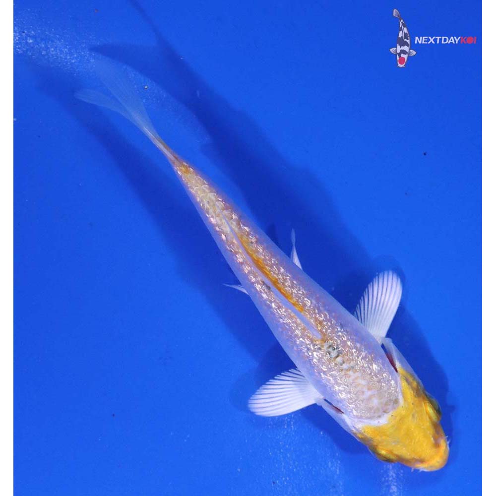 3” Imported Gin Rin Lemon Hariwake