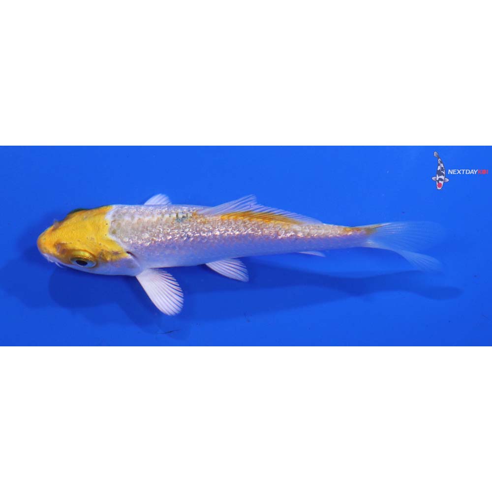3” Imported Gin Rin Lemon Hariwake
