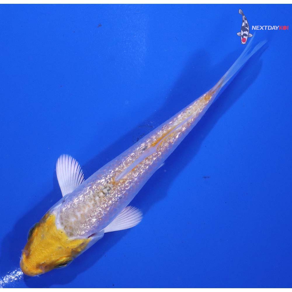 3” Imported Gin Rin Lemon Hariwake