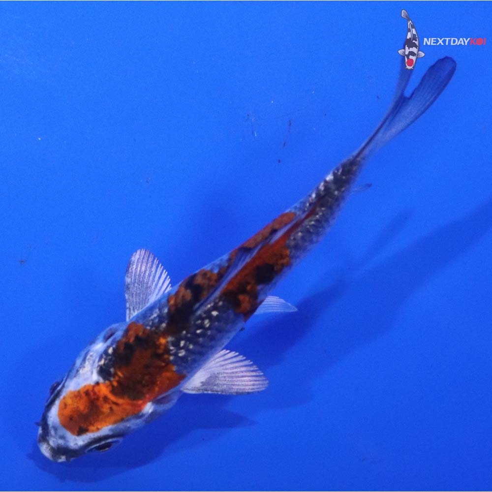 3” Imported Gin Rin Kujaku
