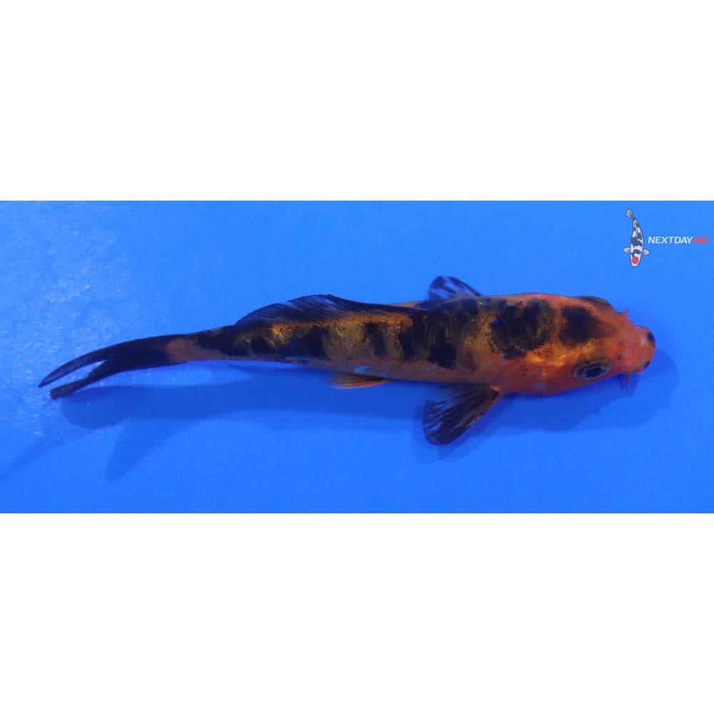 3.5” Imported Doitsu Aka Bekko