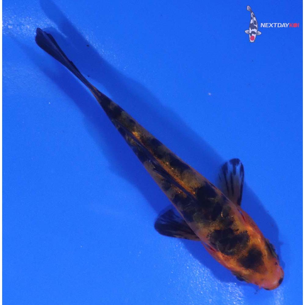 3.5” Imported Doitsu Aka Bekko