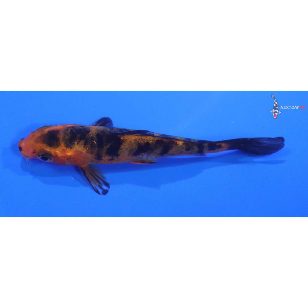 3.5” Imported Doitsu Aka Bekko
