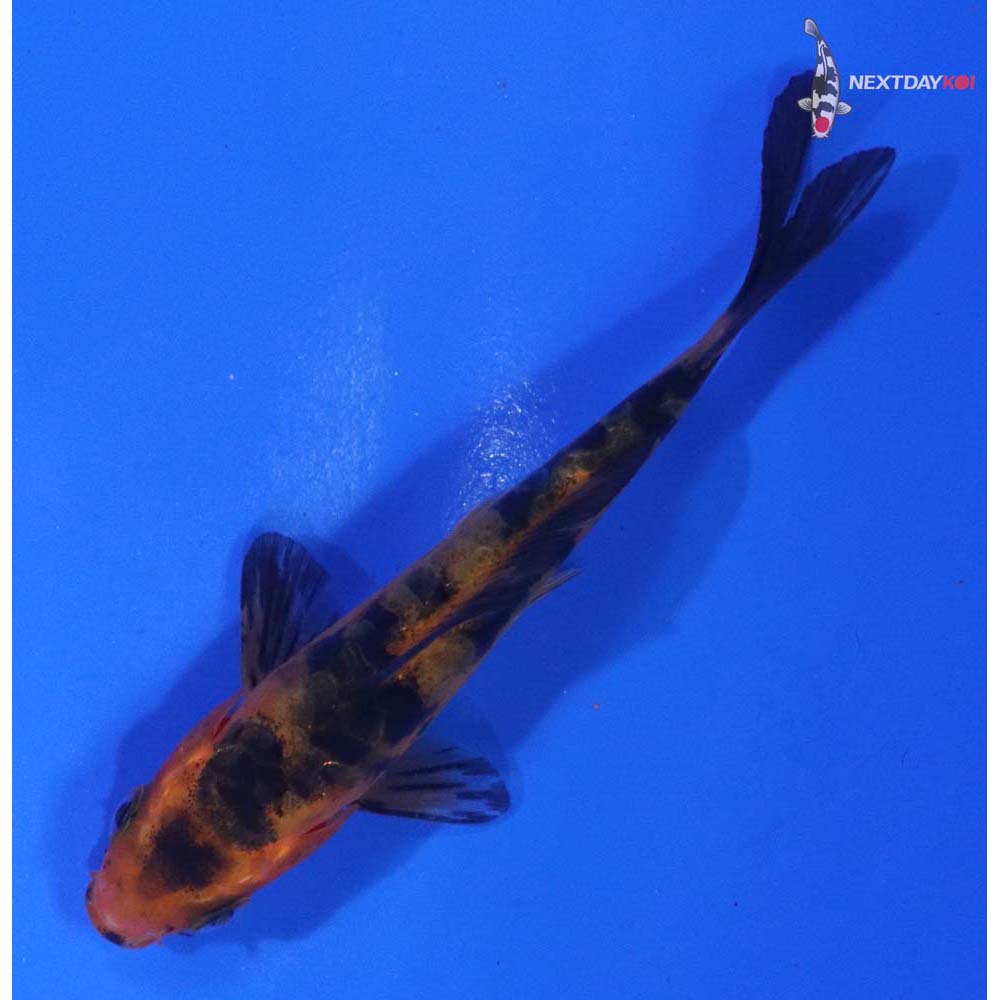 3.5” Imported Doitsu Aka Bekko