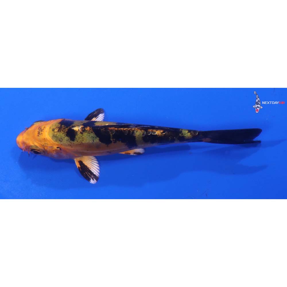 4” Imported Doitsu Kin Aka Bekko