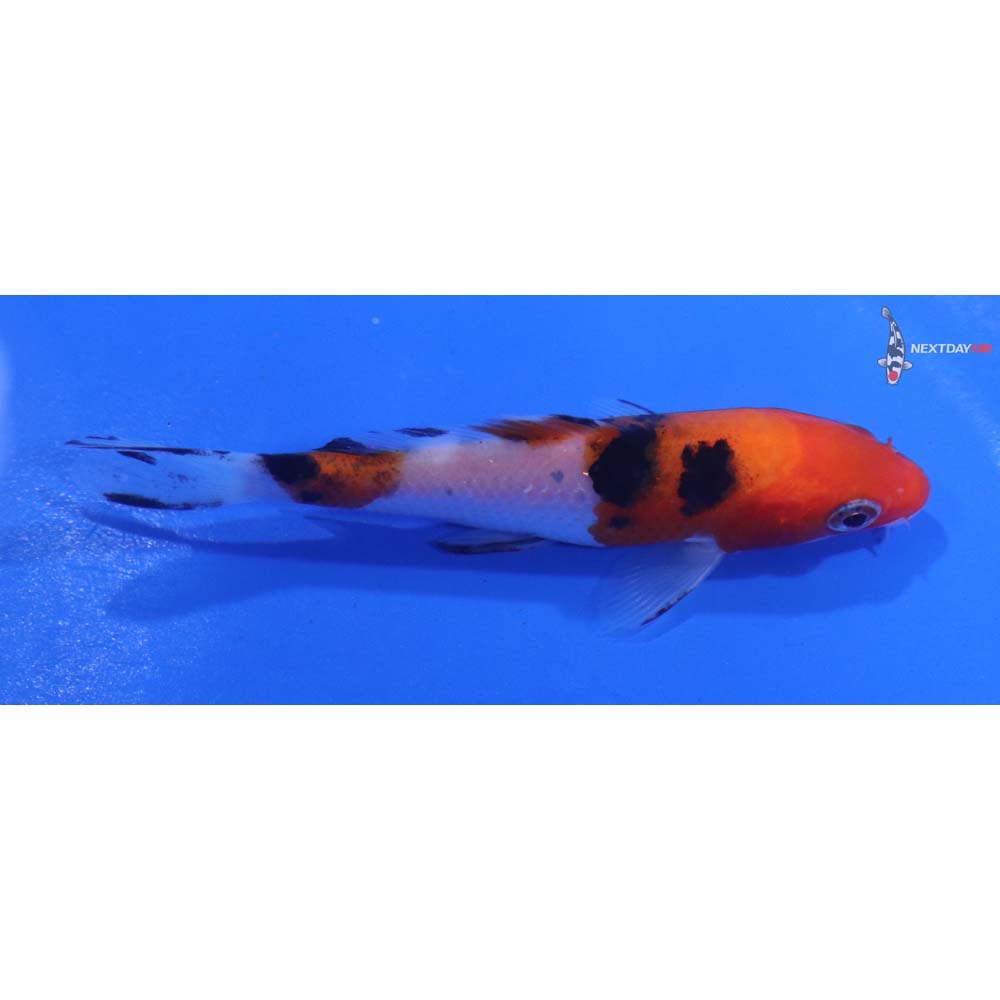 4” Imported Sanke