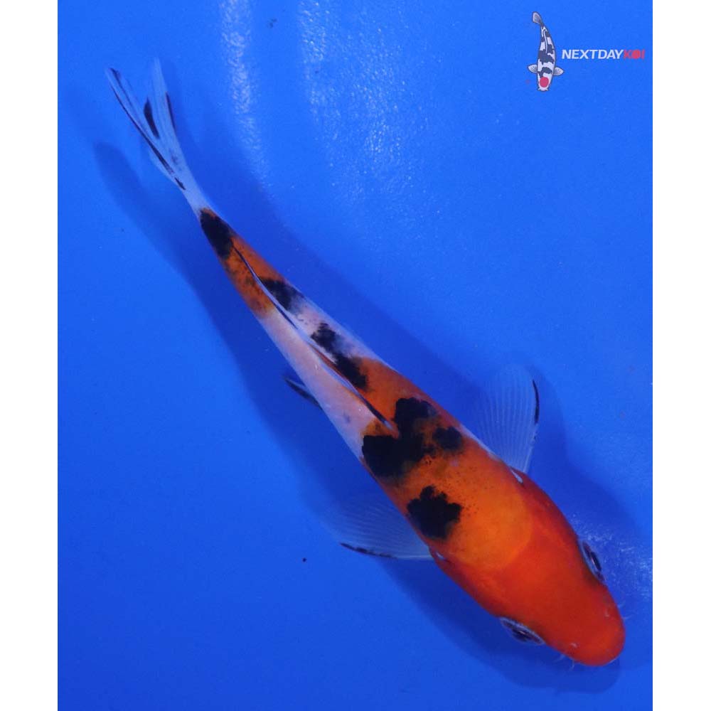 4” Imported Sanke