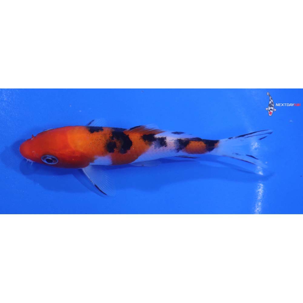 4” Imported Sanke