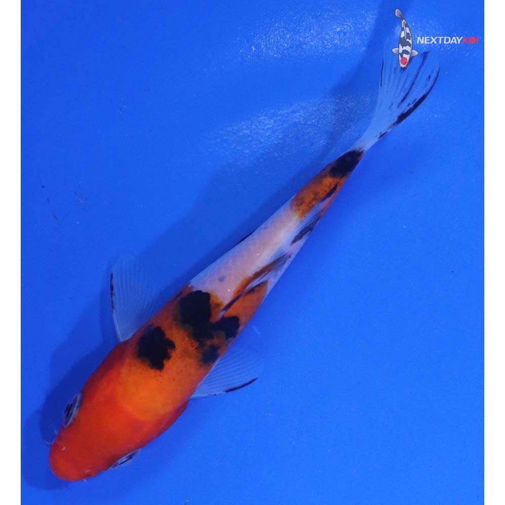 4” Imported Sanke