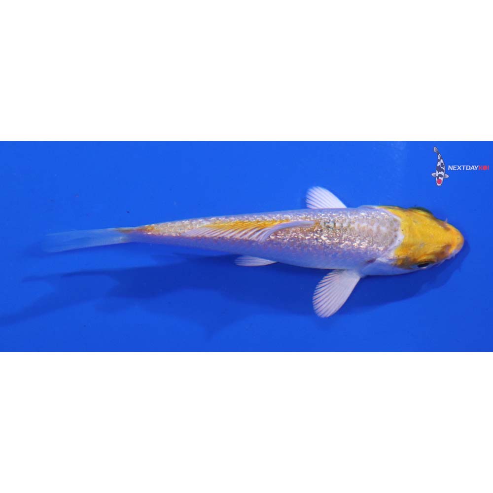 3” Imported Gin Rin Lemon Hariwake