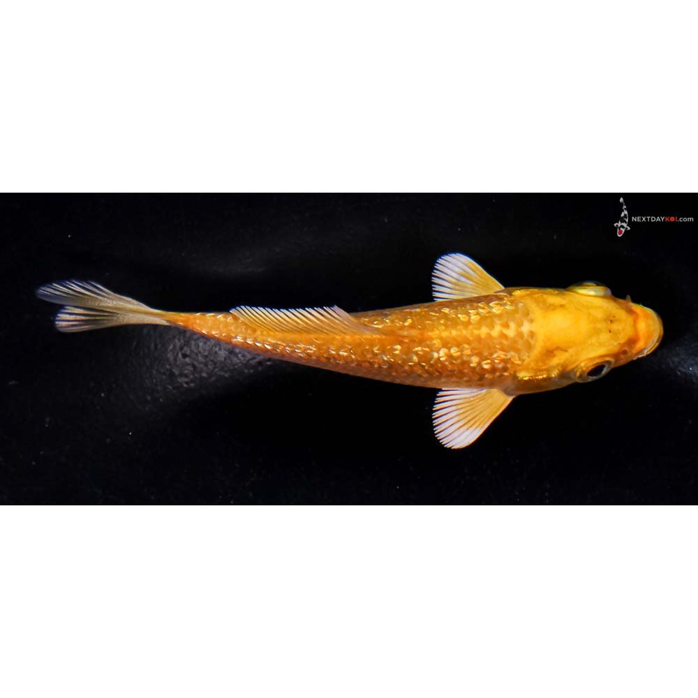3.5” Imported Gin Rin Yamabuki Ogon