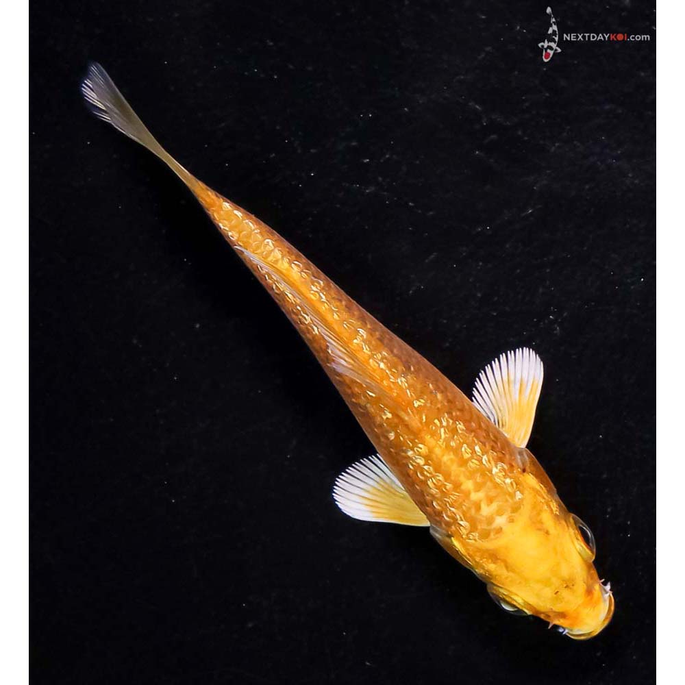 3.5” Imported Gin Rin Yamabuki Ogon