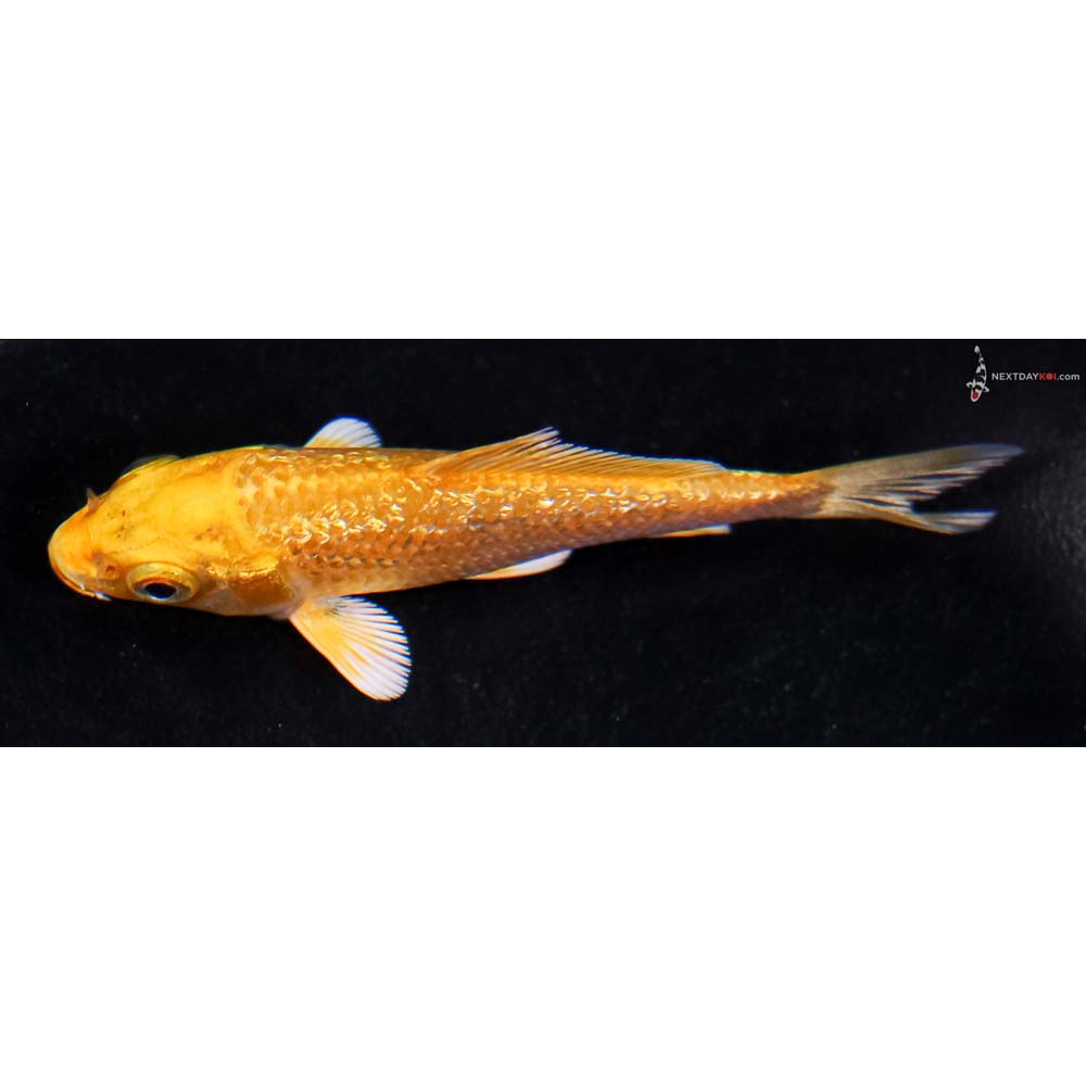 3.5” Imported Gin Rin Yamabuki Ogon