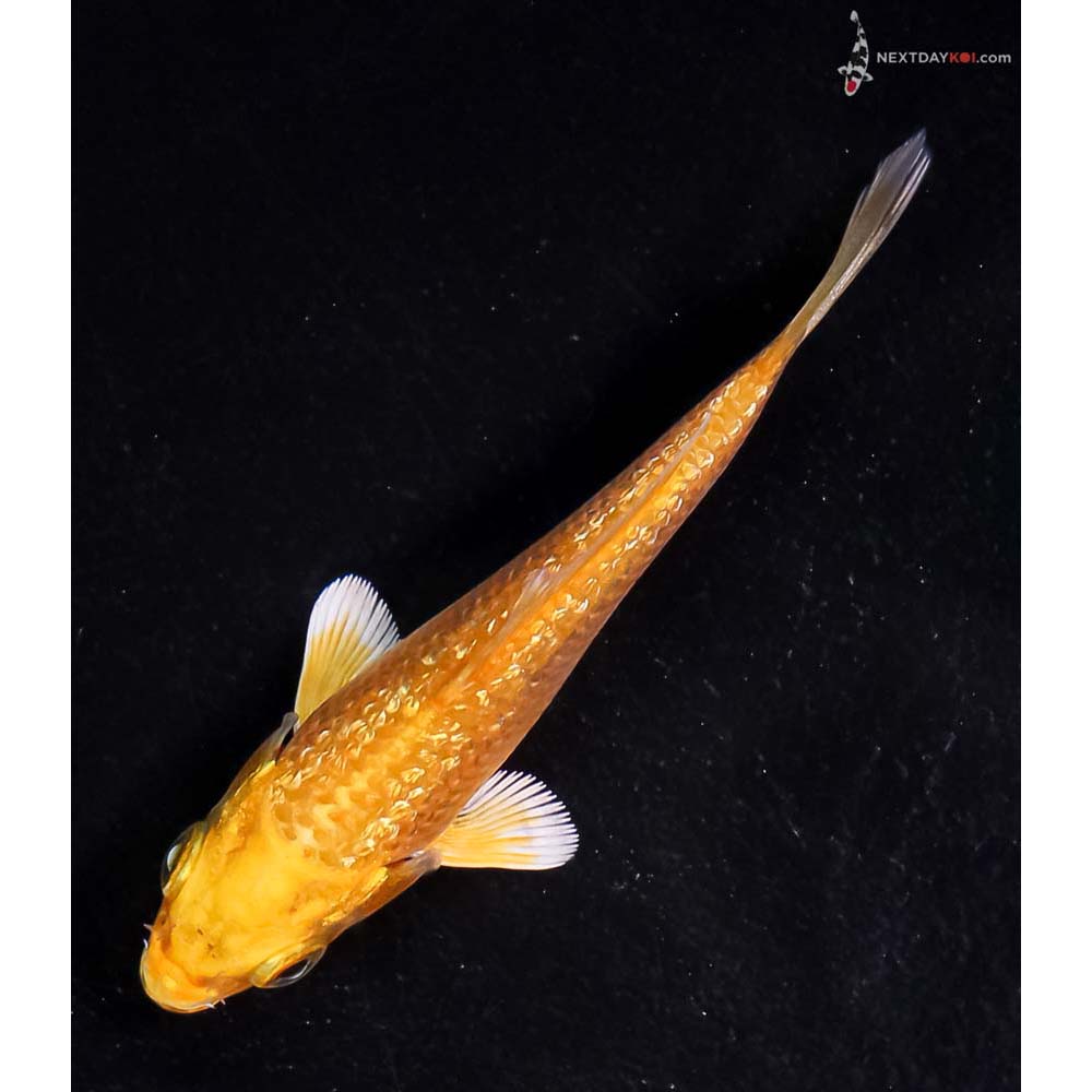3.5” Imported Gin Rin Yamabuki Ogon