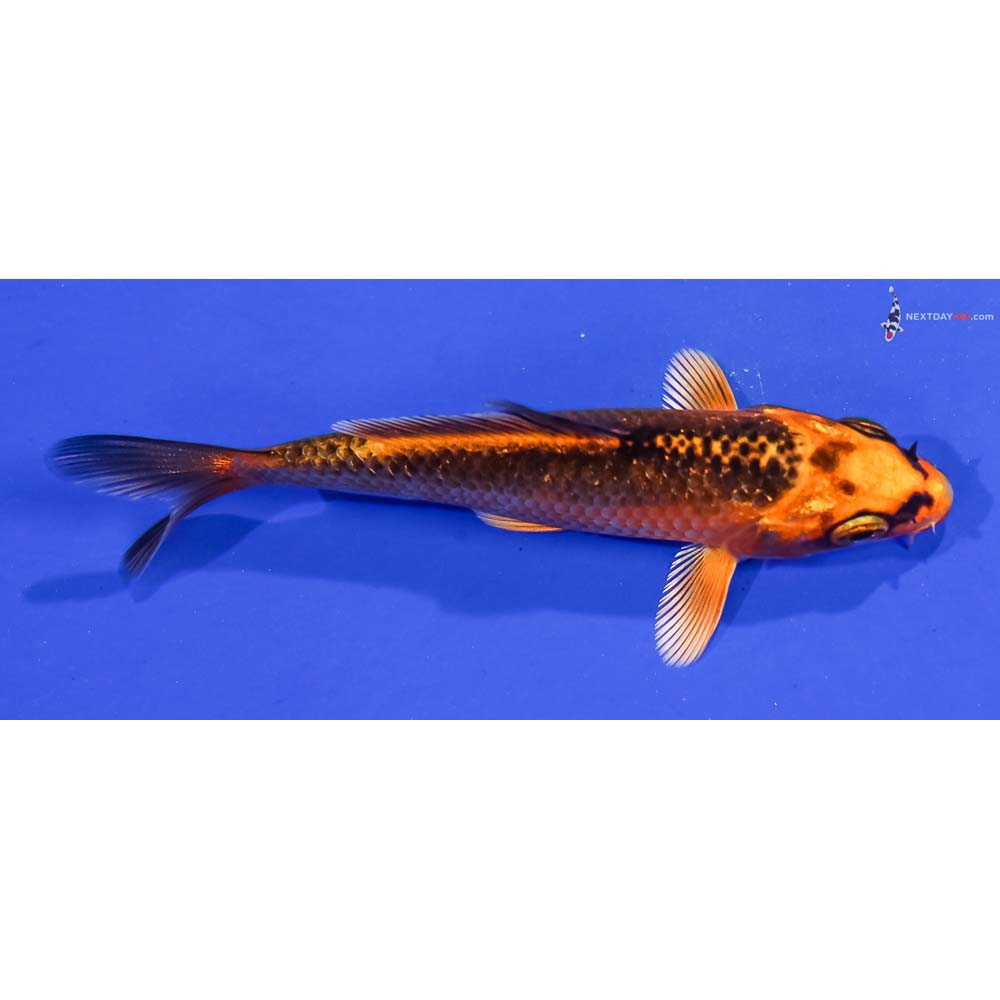 3.5” Imported Orenji Matsuba