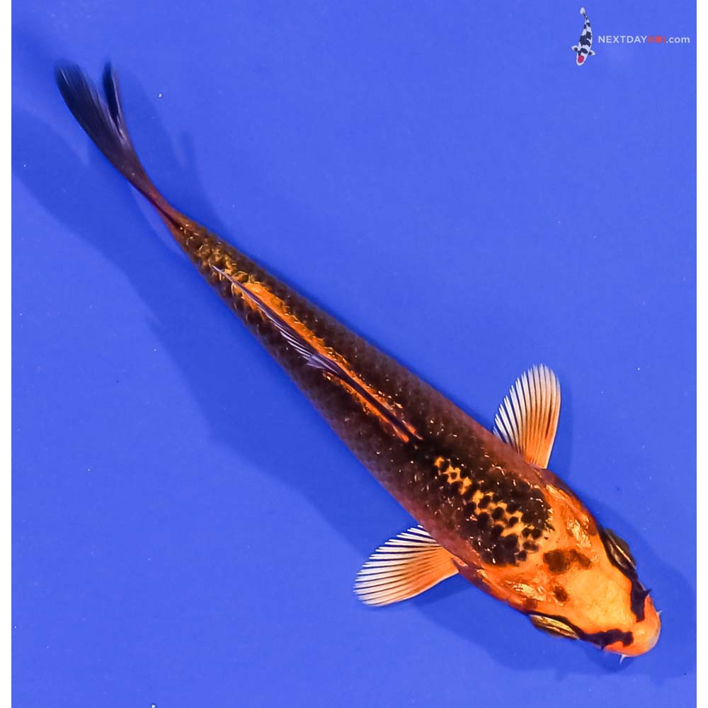 3.5” Imported Orenji Matsuba