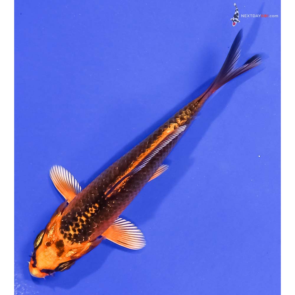 3.5” Imported Orenji Matsuba