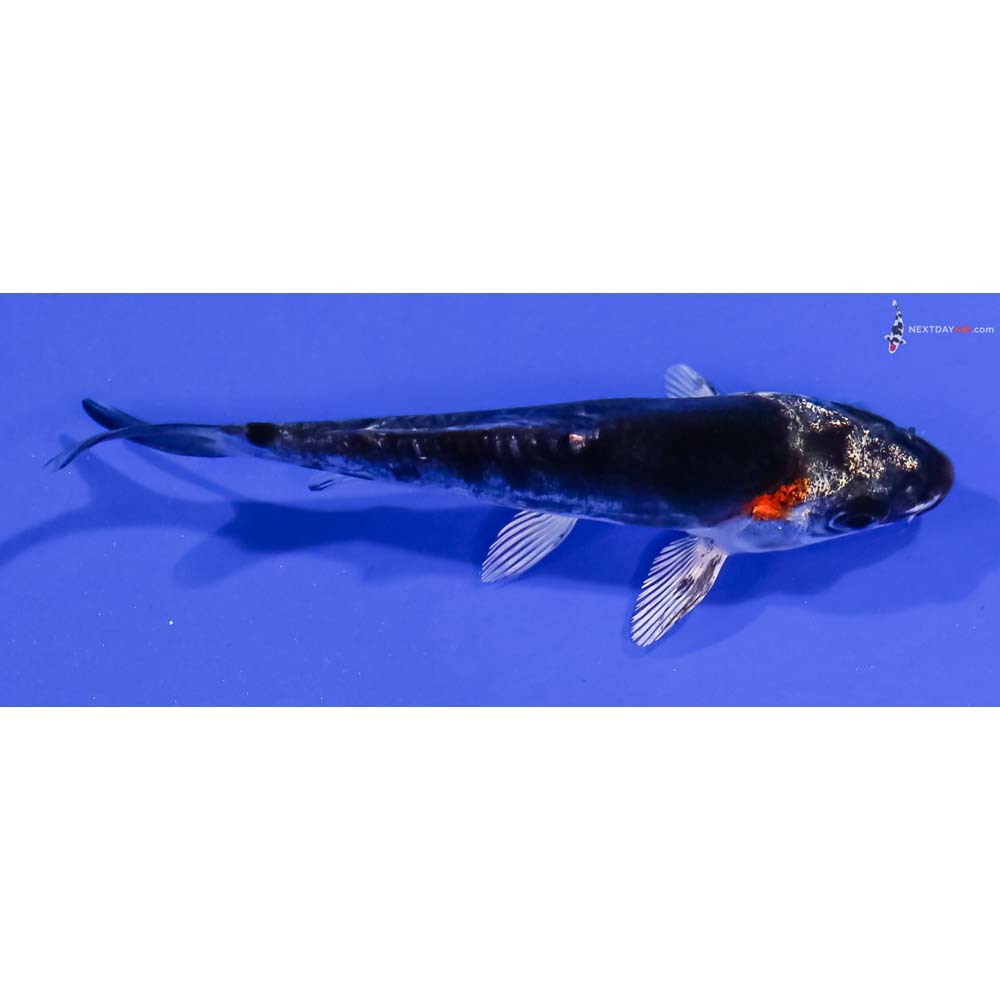 3.5” Imported Kin Kikokuryu