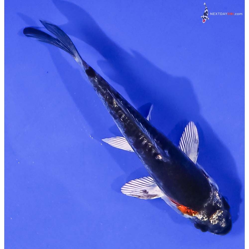 3.5” Imported Kin Kikokuryu