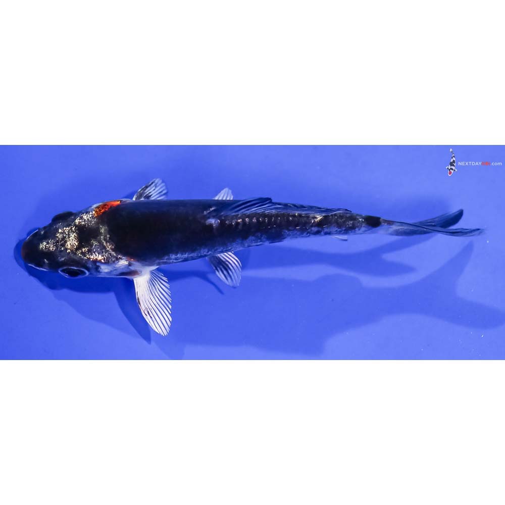 3.5” Imported Kin Kikokuryu