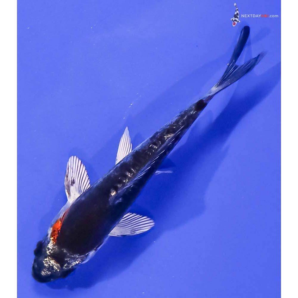 3.5” Imported Kin Kikokuryu