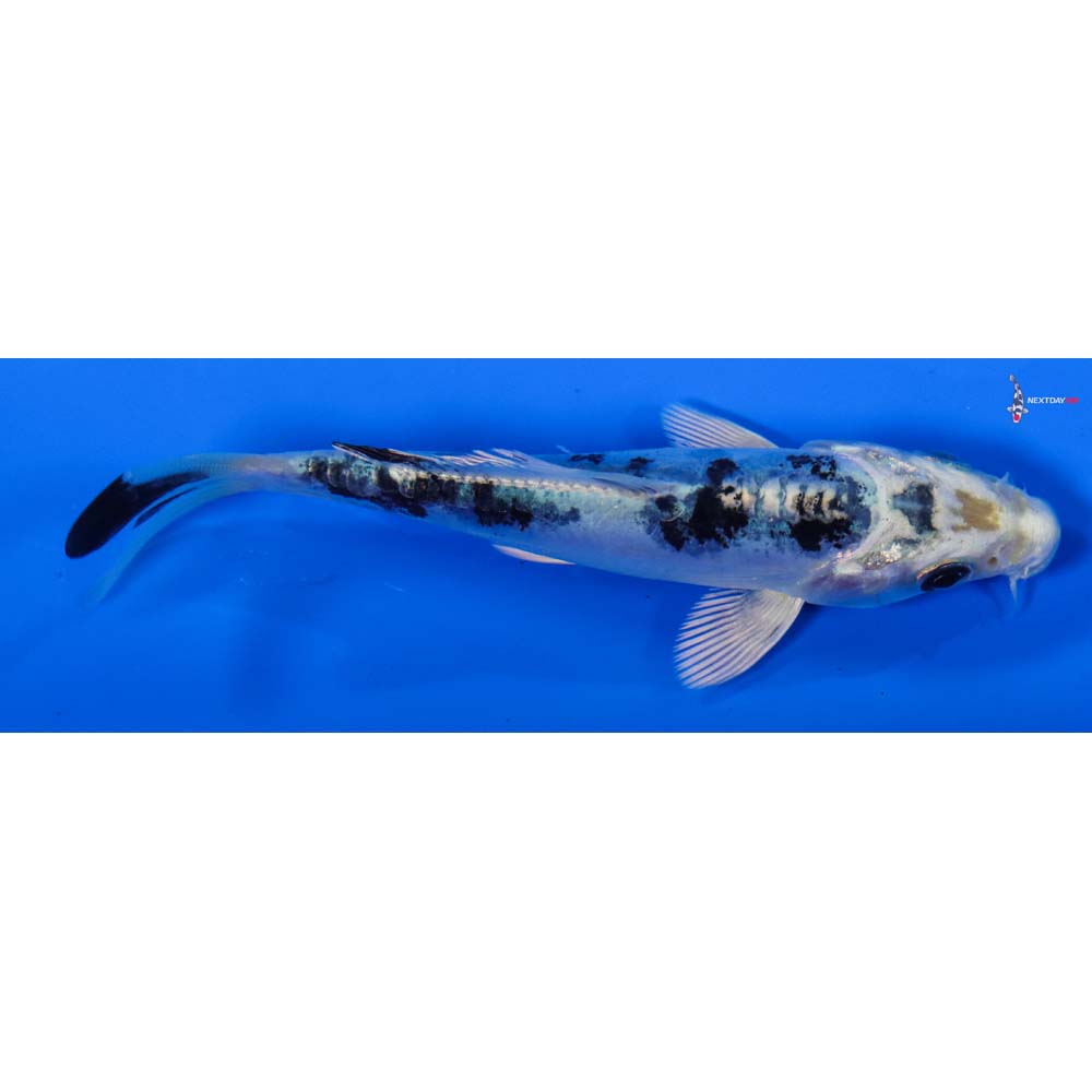4” Imported Doitsu Gin Shiro Bekko