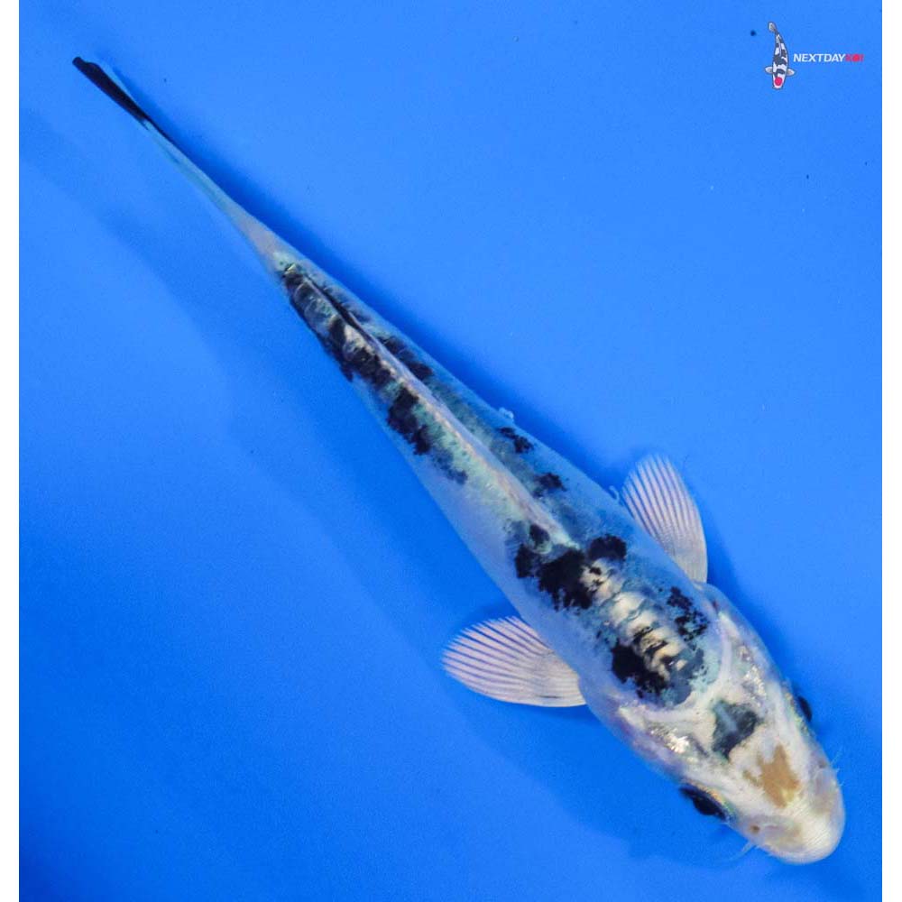 4” Imported Doitsu Gin Shiro Bekko
