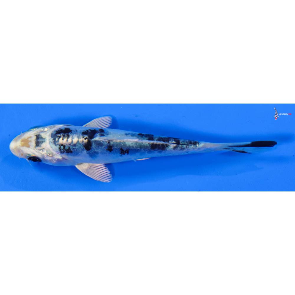 4” Imported Doitsu Gin Shiro Bekko