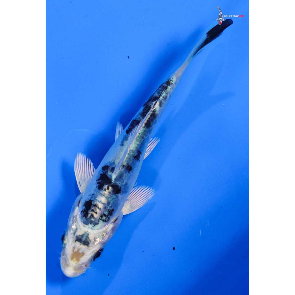 4” Imported Doitsu Gin Shiro Bekko