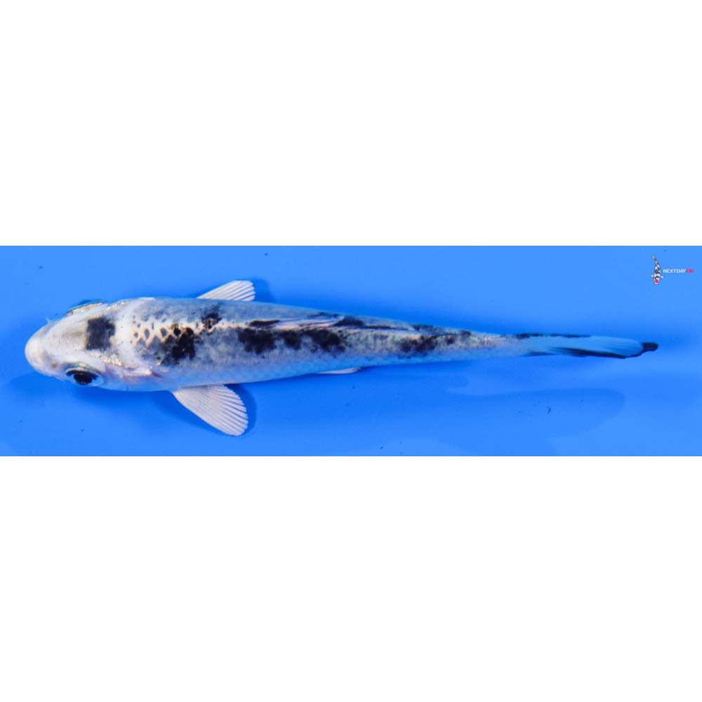3” Imported Shiro Bekko