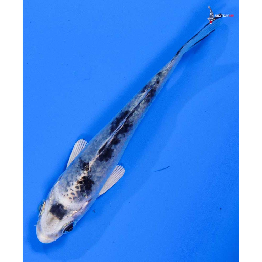 3” Imported Shiro Bekko