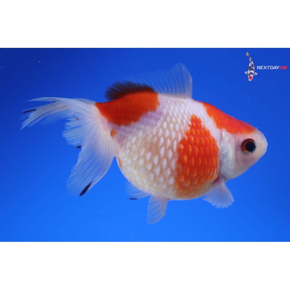 4.5” Imported Red and White Pearlscale